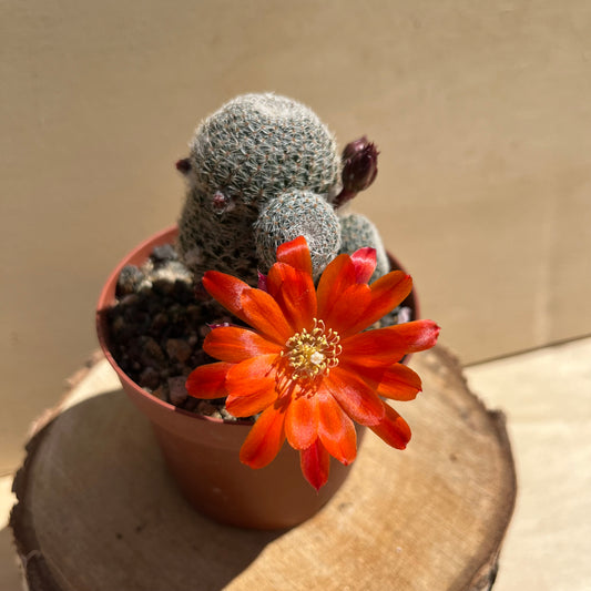 Rebutia heliosa var. pseudoheliosa / aylostera pseudoheliosa im 9cm Topf