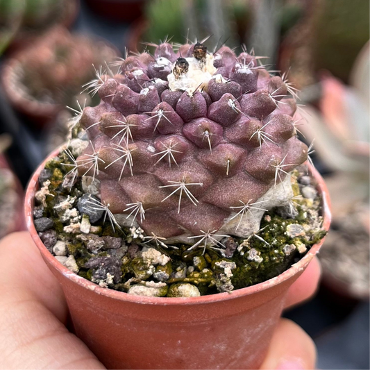 Copiapoa Mini