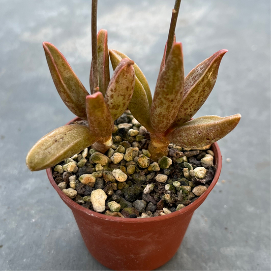 Adromischus marianae var. antidorcatum Mini