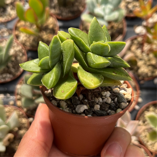 Crassula 'Springtime' Mini