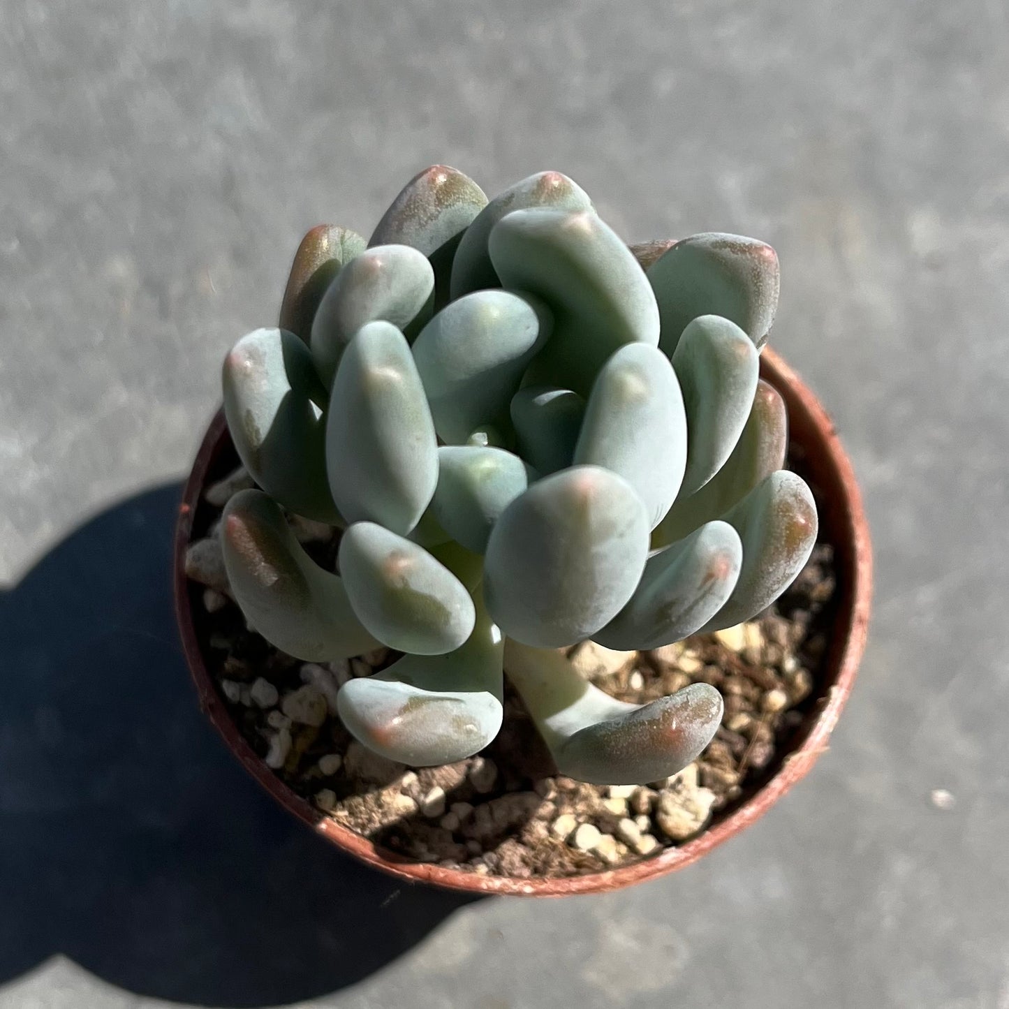 Pachyphytum clavifolia Mini