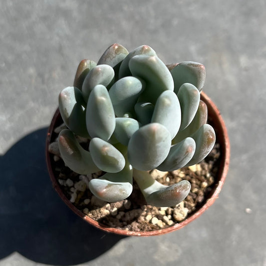 Pachyphytum clavifolia Mini