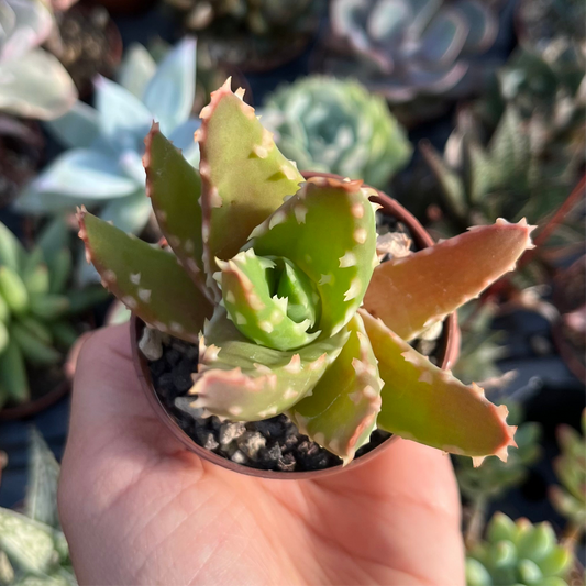 Aloe x Nobilis Mini
