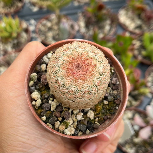 echinocereus pectinatus var rigidissimus Mini