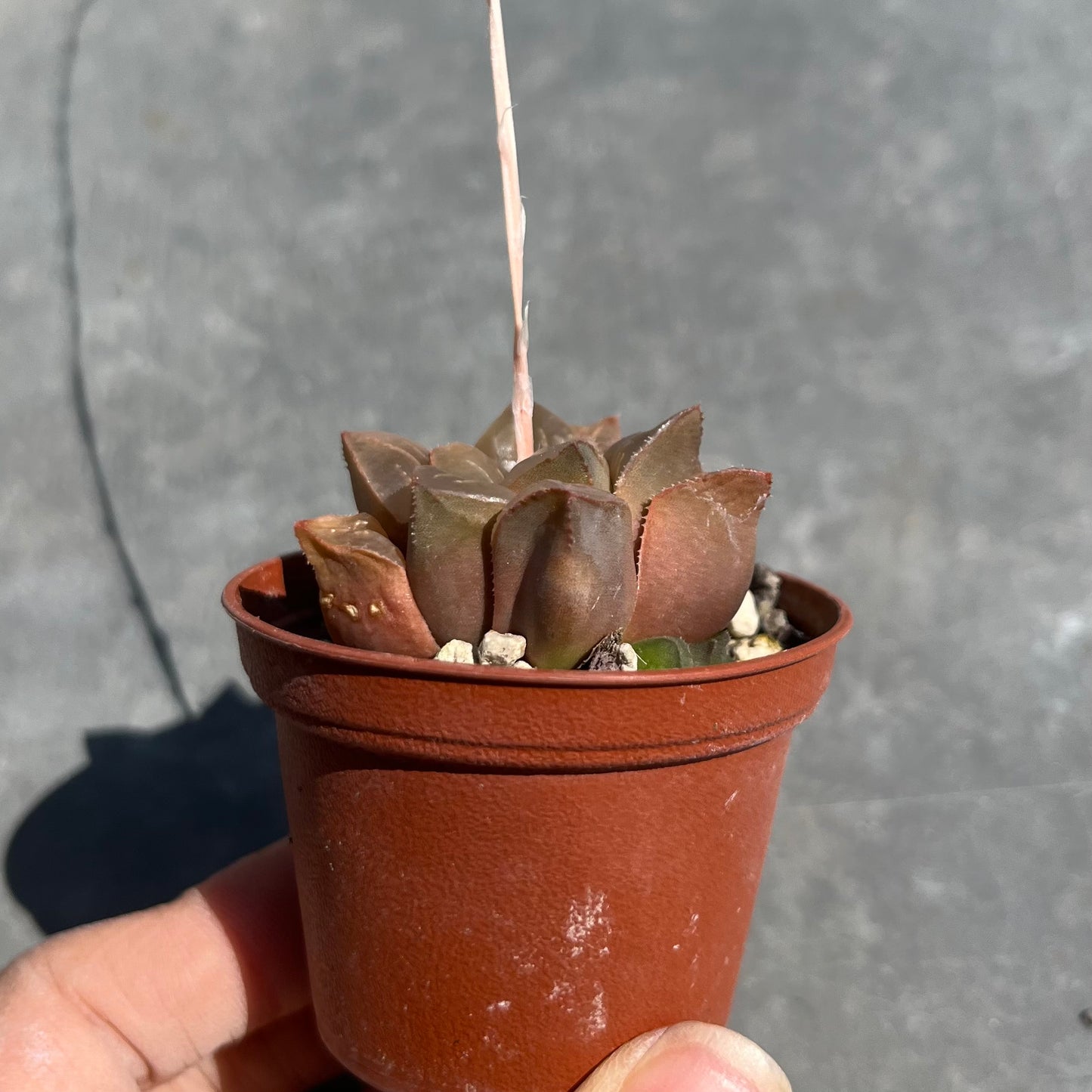 Haworthia bayeri Mini