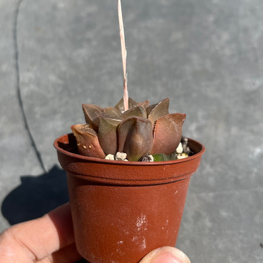Haworthia bayeri Mini