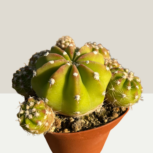 Echinopsis 8cm Topf