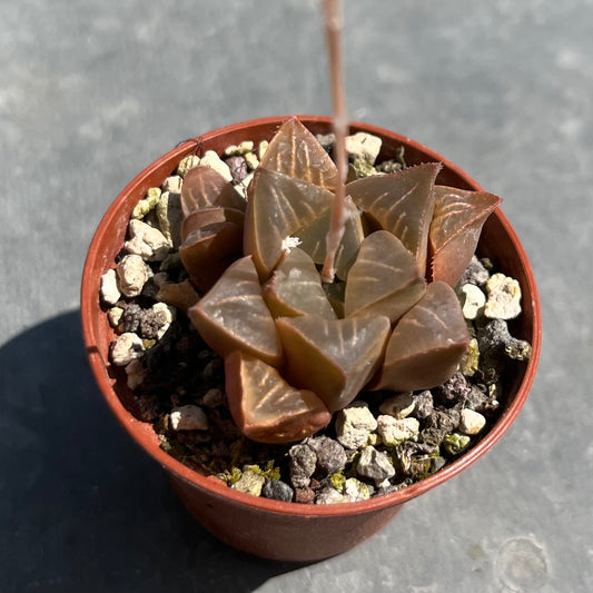 Haworthia bayeri Mini