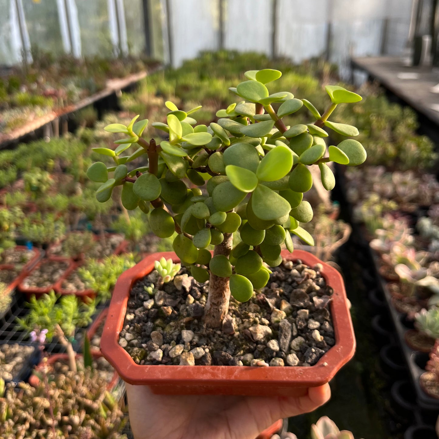 Portulacaria afra Bonsai Jadebaum / Speckbaum