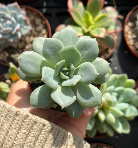 Echeveria derenbergii Mini