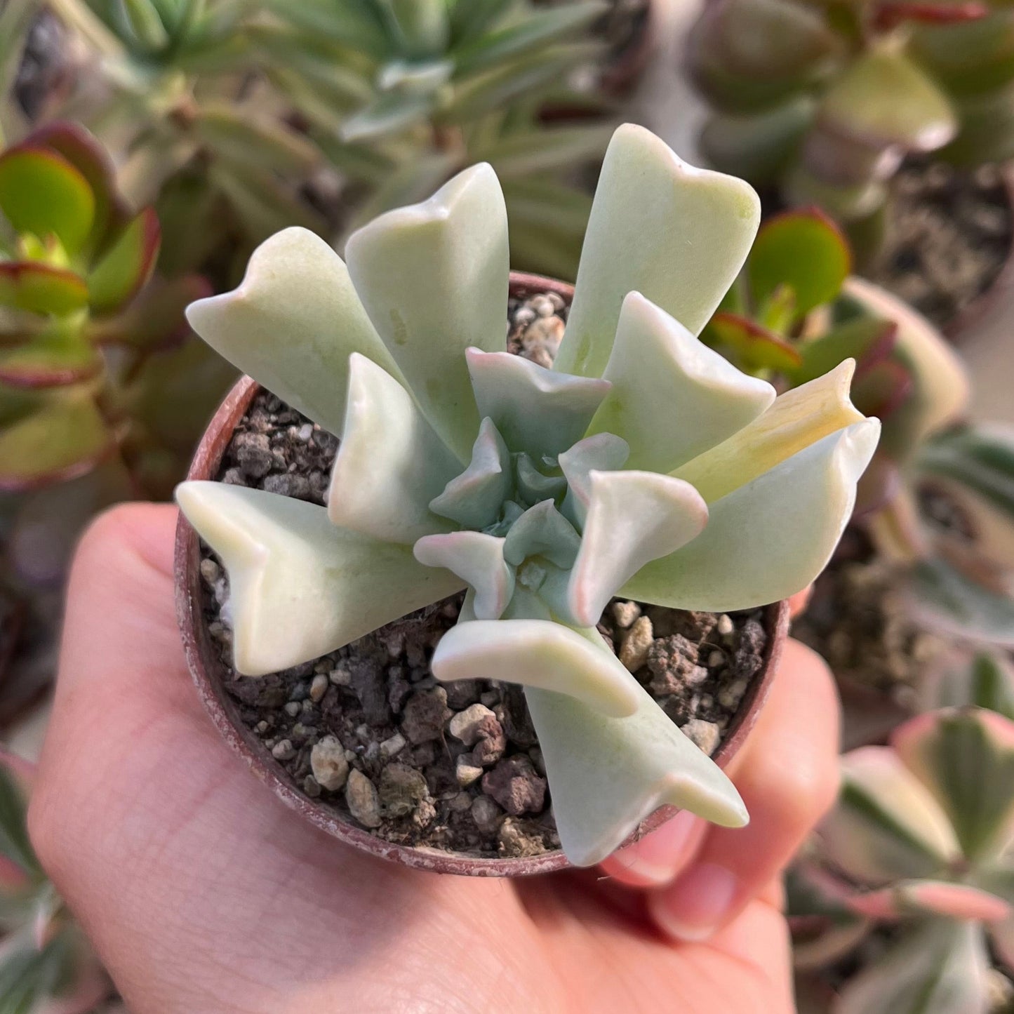 Echeveria runyonii Topsy Turvy Mini