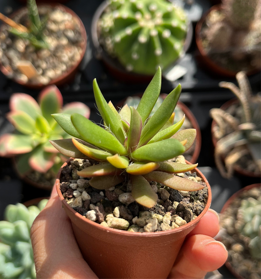 Anacampseros Mini