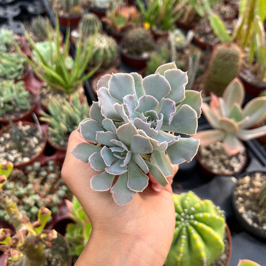 Echeveria shaviana Mini