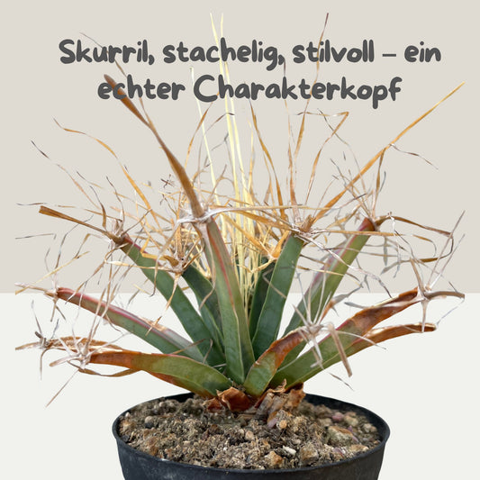 Leuchtenbergia principis 11cm Topf