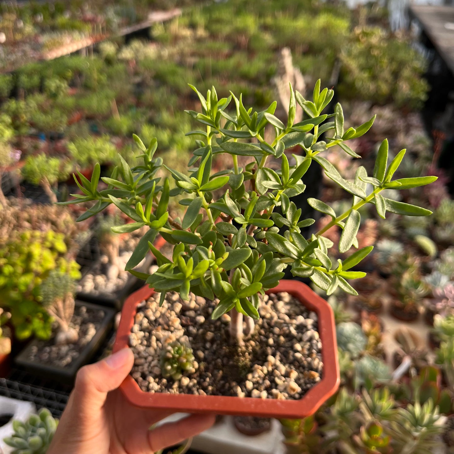 Crassula sarkocaulis Bonsai
