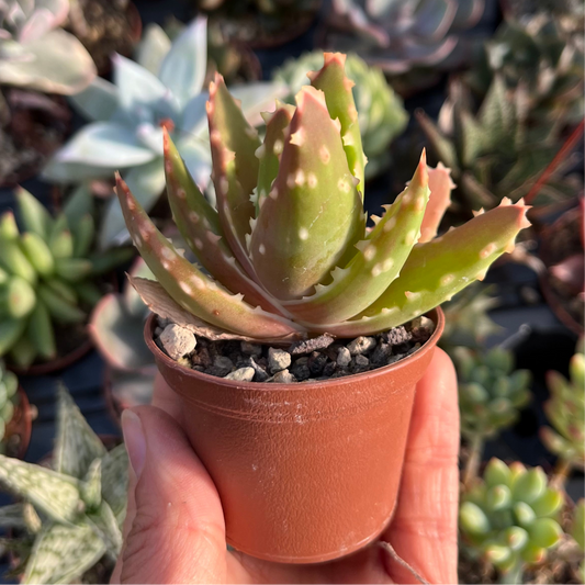 Aloe x Nobilis Mini