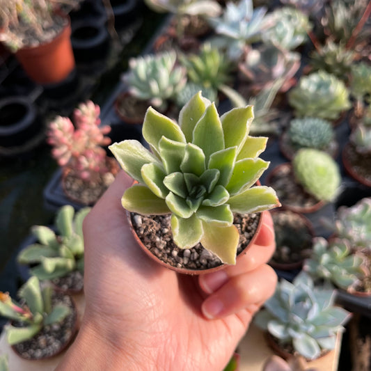 Aeonium Mini