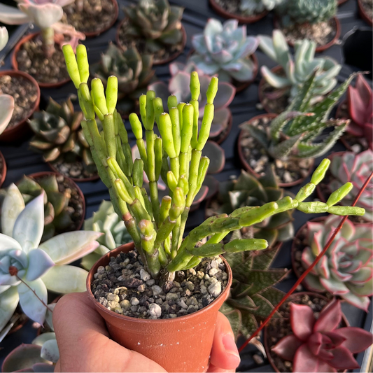Hatiora salicornioides Mini