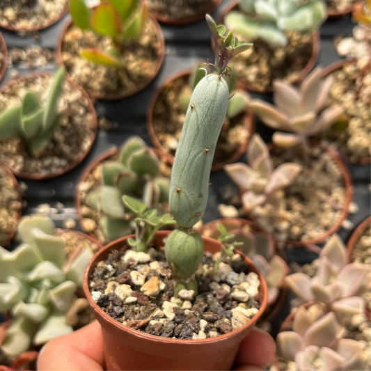 Senecio articulatus Mini