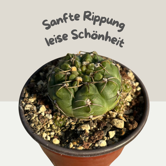 Gymnocalycium uruguayense 8,5cm Topf