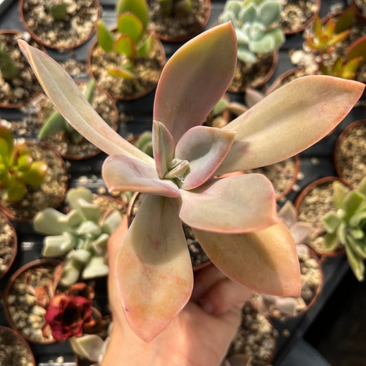 Graptoveria Fred Ives Mini