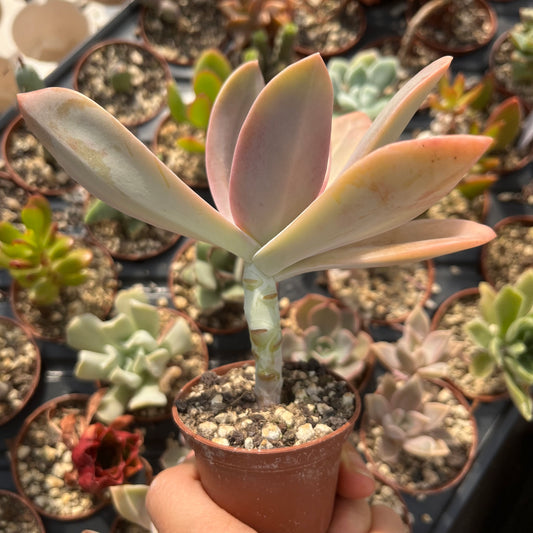 Graptoveria Fred Ives Mini