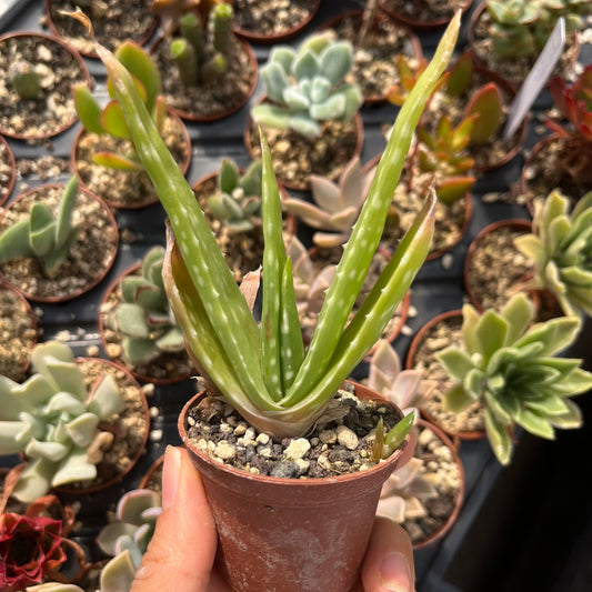Aloe vera Mini