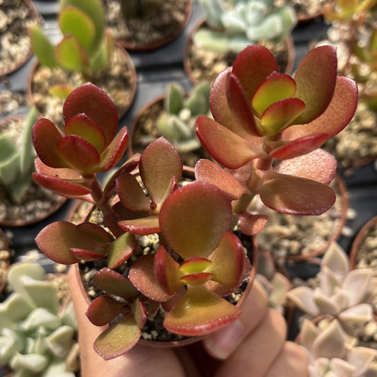 Crassula ovata Mini