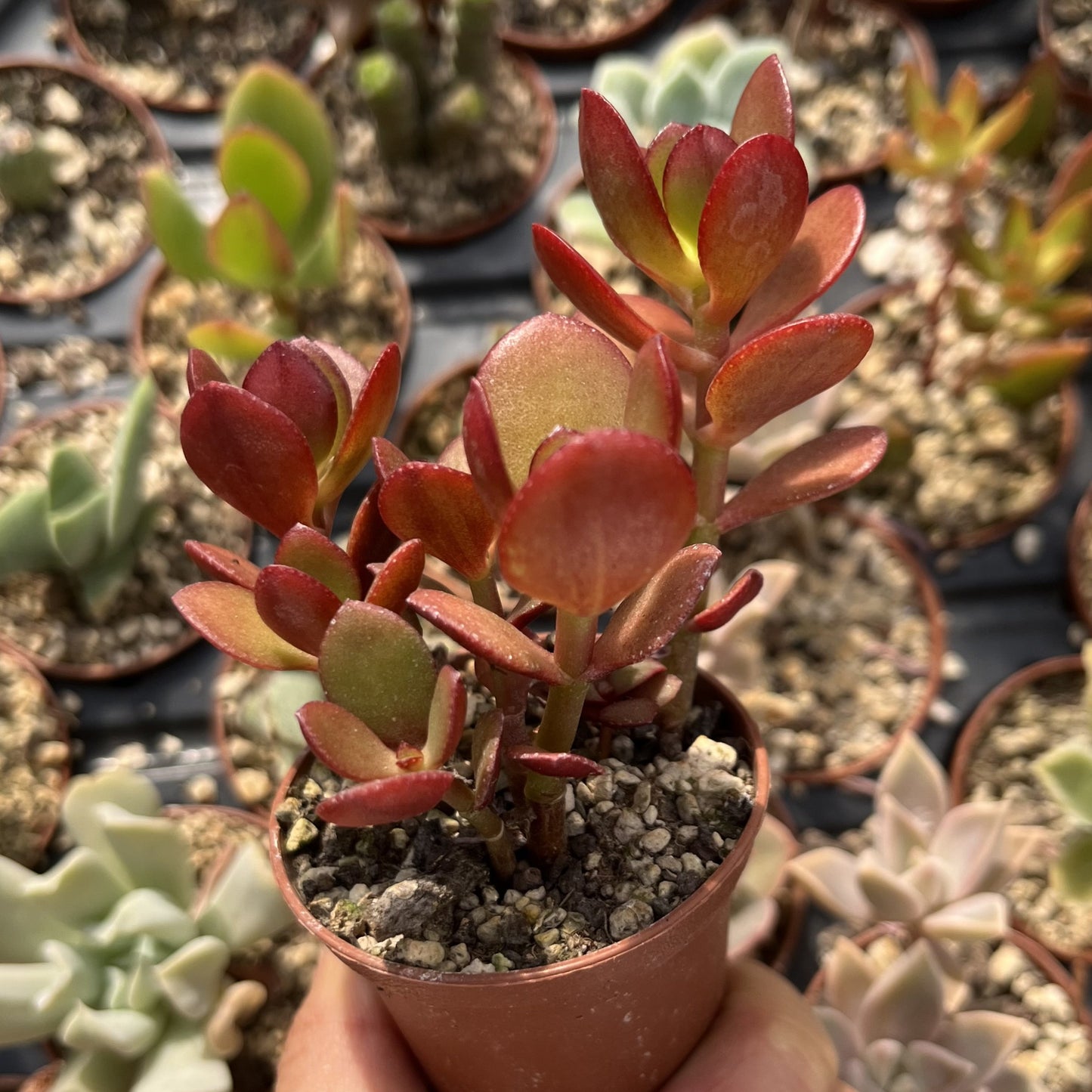 Crassula ovata Mini