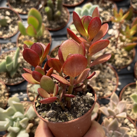 Crassula ovata Mini