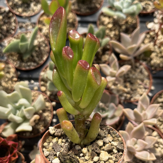 Crassula gollum Mini