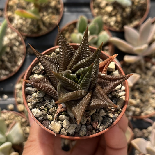 Haworthia limifolia Twister - Spiral Aloe Mini