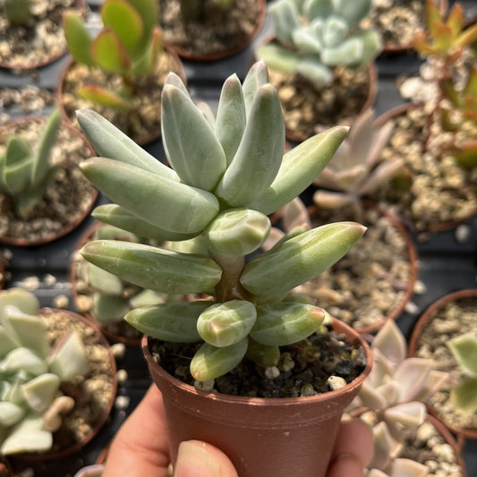 Pachyphytum compactum 'Little jewel' Mini