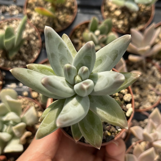 Pachyphytum compactum 'Little jewel' Mini
