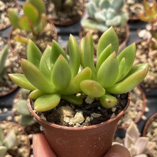 Echeveria Mini