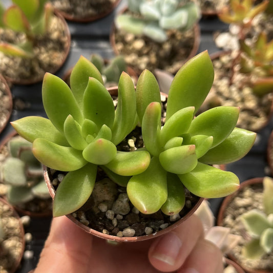 Echeveria Mini