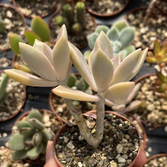 Graptopetalum paraguayense Mini