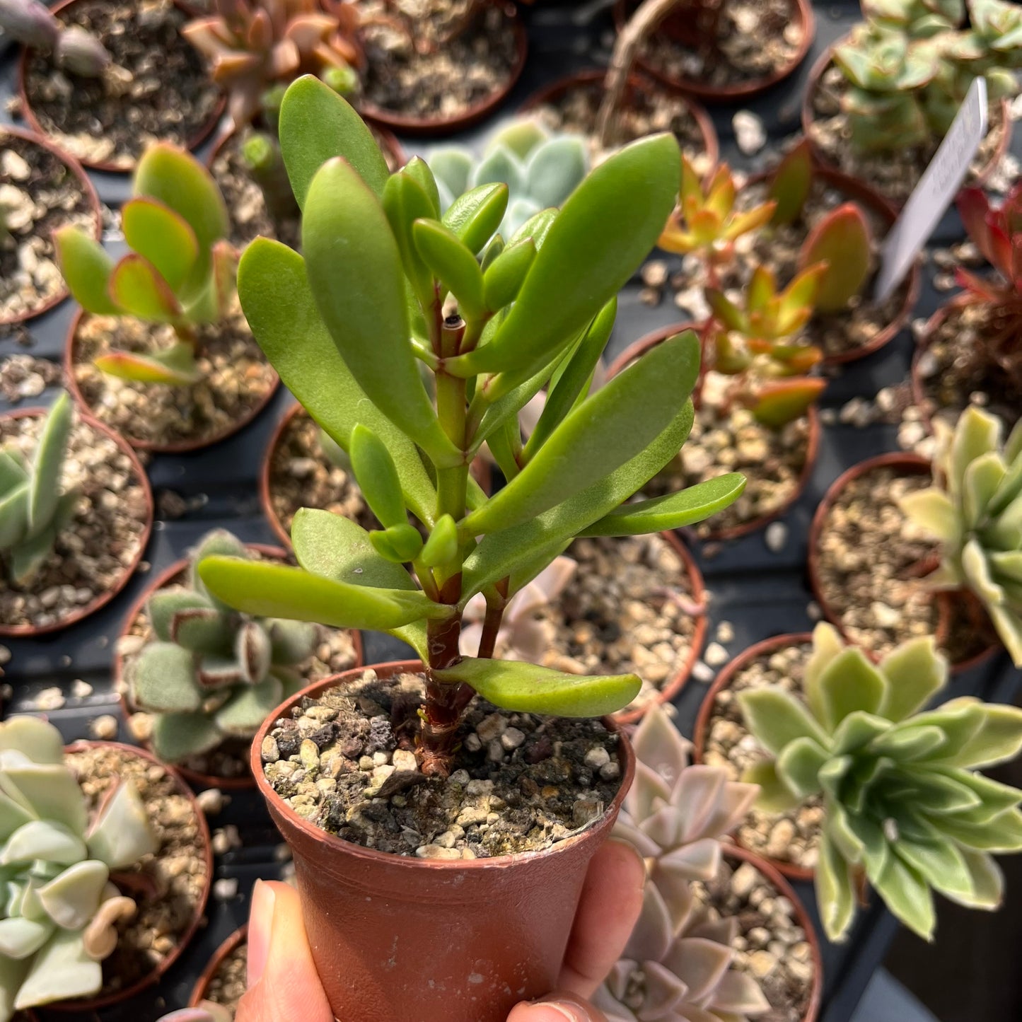 Crassula Mini