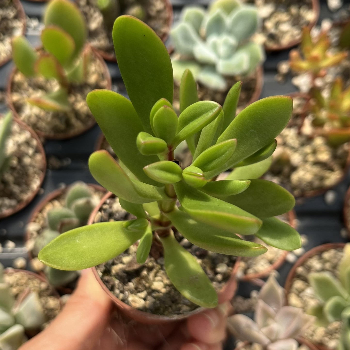 Crassula Mini