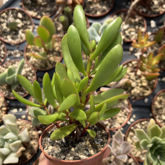 Crassula Mini
