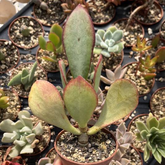 Crassula arborescens Mini