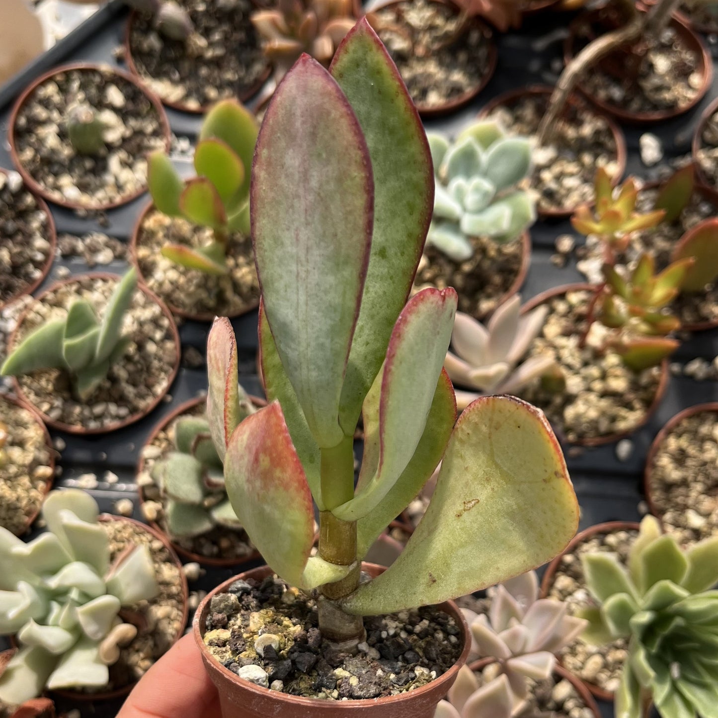 Crassula arborescens Mini