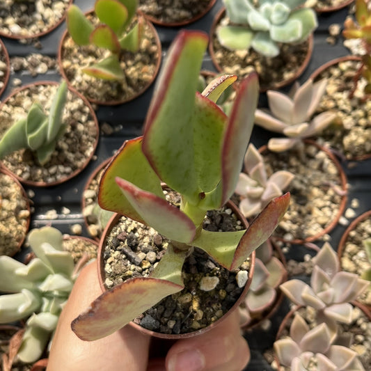 Crassula arborescens Mini