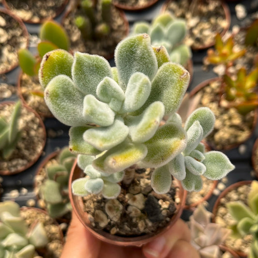 Echeveria pulvinata 'Frosty' Mini