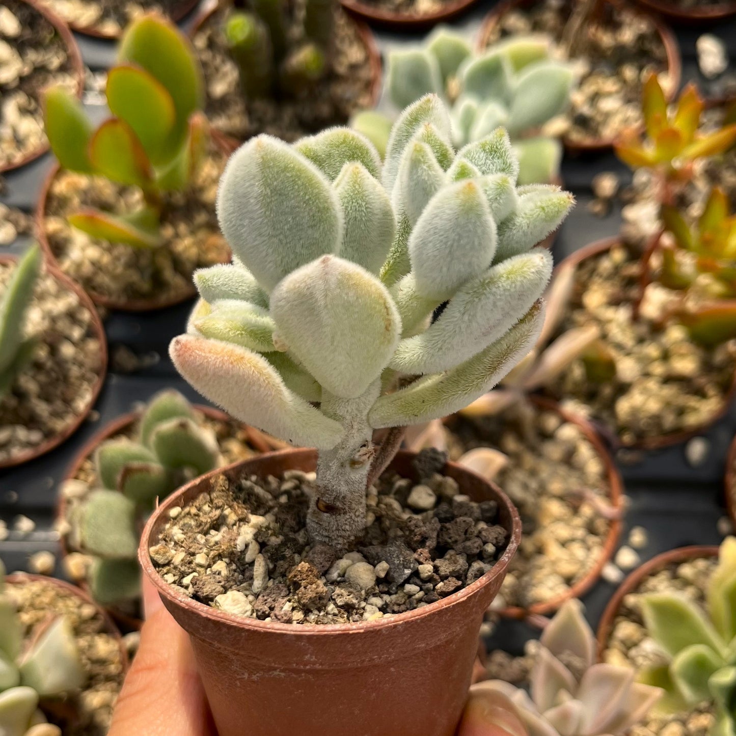 Echeveria pulvinata 'Frosty' Mini