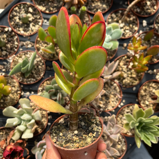 Crassula ovata Mini