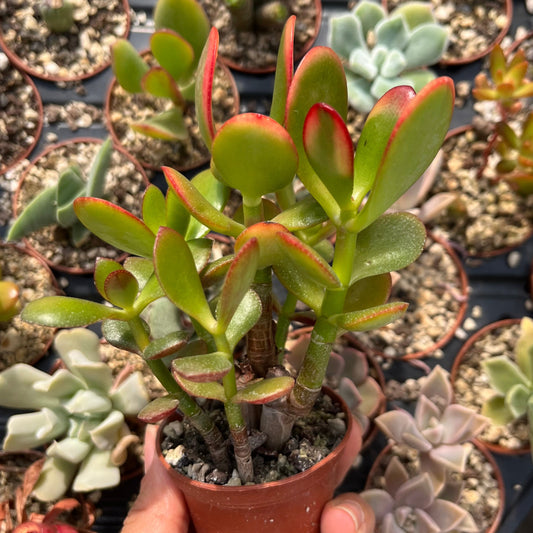 Crassula ovata Gruppe Mini