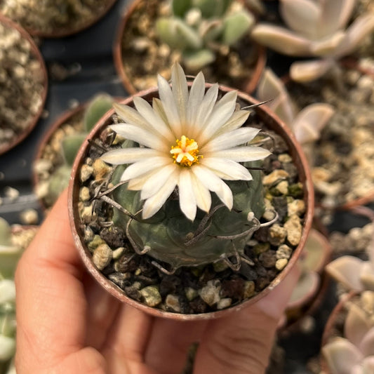 Turbinicarpus schwarzii Mini