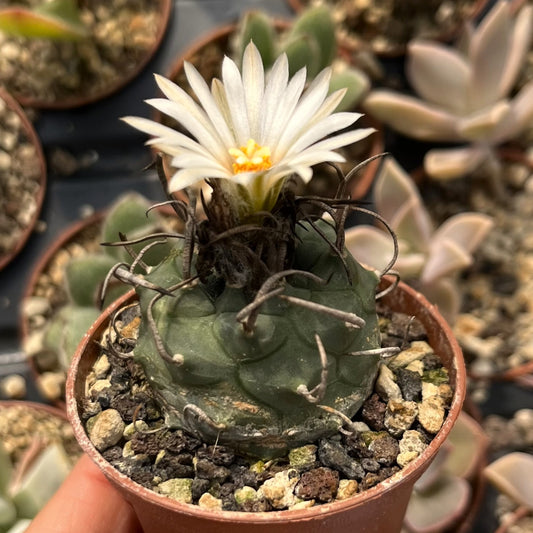 Turbinicarpus schwarzii Mini