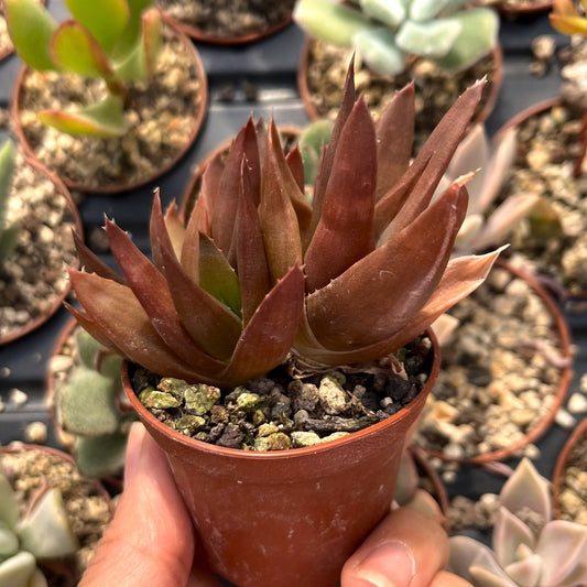 Aloe 'Black Gem' Mini